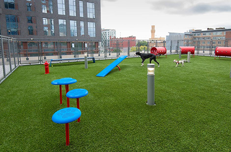 Finding a Home with Fido: Boston’s Guide to Moving with a Dog