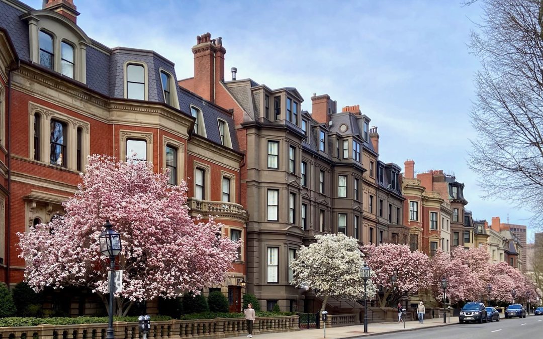 The Legacy of The Commonwealth Avenue Magnolias